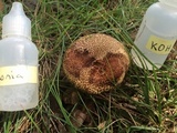 Boletus chrysenteron image