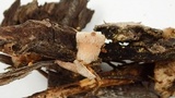 Nidula candida image