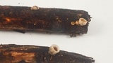 Nidula candida image