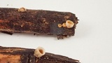 Nidula candida image