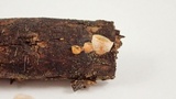 Nidula candida image