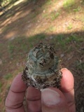 Amanita subcokeri image