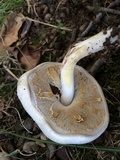 Agaricus placomyces image