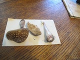 Amanita flavorubens image