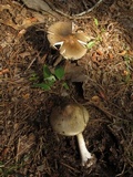 Amanita submaculata image