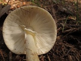 Amanita submaculata image