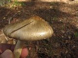 Amanita submaculata image