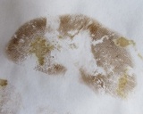Leccinellum crocipodium image