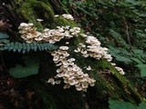Clitocybula abundans image