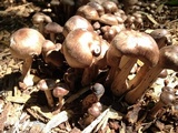 Gymnopus luxurians image