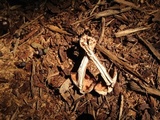 Gymnopus luxurians image
