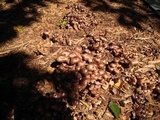 Gymnopus luxurians image