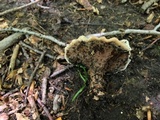 Hydnellum scrobiculatum image