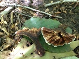 Hydnellum scrobiculatum image