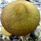 Oudemansiella furfuracea image