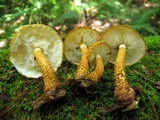Leucopholiota decorosa image