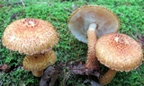 Leucopholiota decorosa image