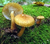 Leucopholiota decorosa image
