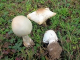 Amanita suballiacea image