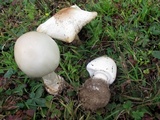 Amanita suballiacea image