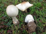 Amanita suballiacea image