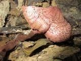 Leucoagaricus americanus image
