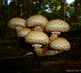 Pholiota squarrosa image