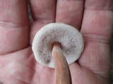 Austroboletus gracilis image