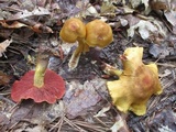 Cortinarius semisanguineus image
