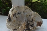 Bondarzewia berkeleyi image