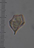Entoloma gasteromycetoides image