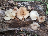 Panus strigellus image