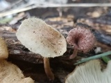 Panus strigellus image
