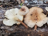 Panus strigellus image