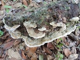 Gloeoporus dichrous image