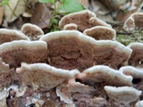 Gloeoporus dichrous image