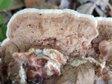 Gloeoporus dichrous image