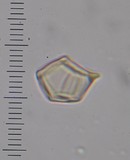 Entoloma gasteromycetoides image