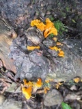 Dacryopinax spathularia image