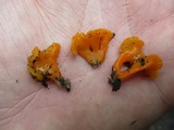 Dacryopinax spathularia image