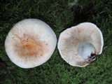 Lactarius deceptivus image
