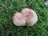 Lactarius vinaceorufescens image