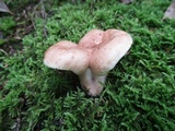 Lactarius vinaceorufescens image