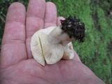 Lactarius vinaceorufescens image