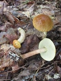 Leccinum longicurvipes image