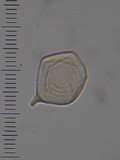 Entoloma gasteromycetoides image
