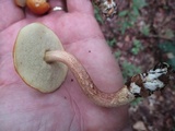 Leccinum longicurvipes image