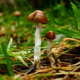 Psilocybe subaeruginosa image
