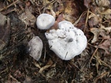 Phellodon melaleucus image