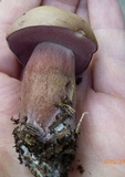 Tylopilus violatinctus image